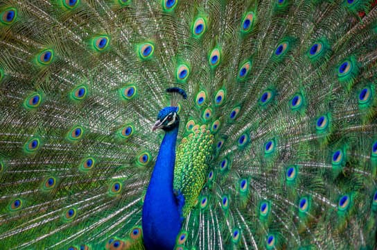 National Bird