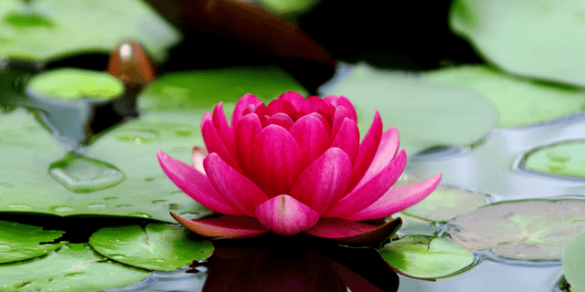 National Flower